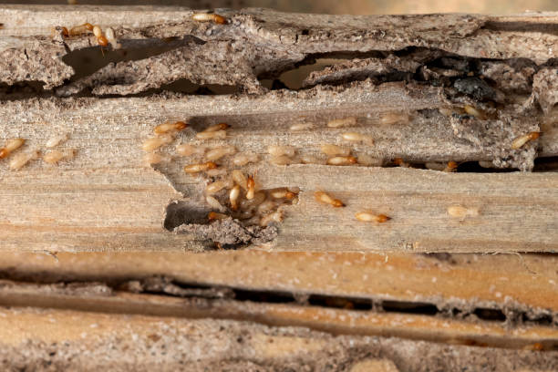Best Cockroach Control Services  in Elkhorn City, KY
